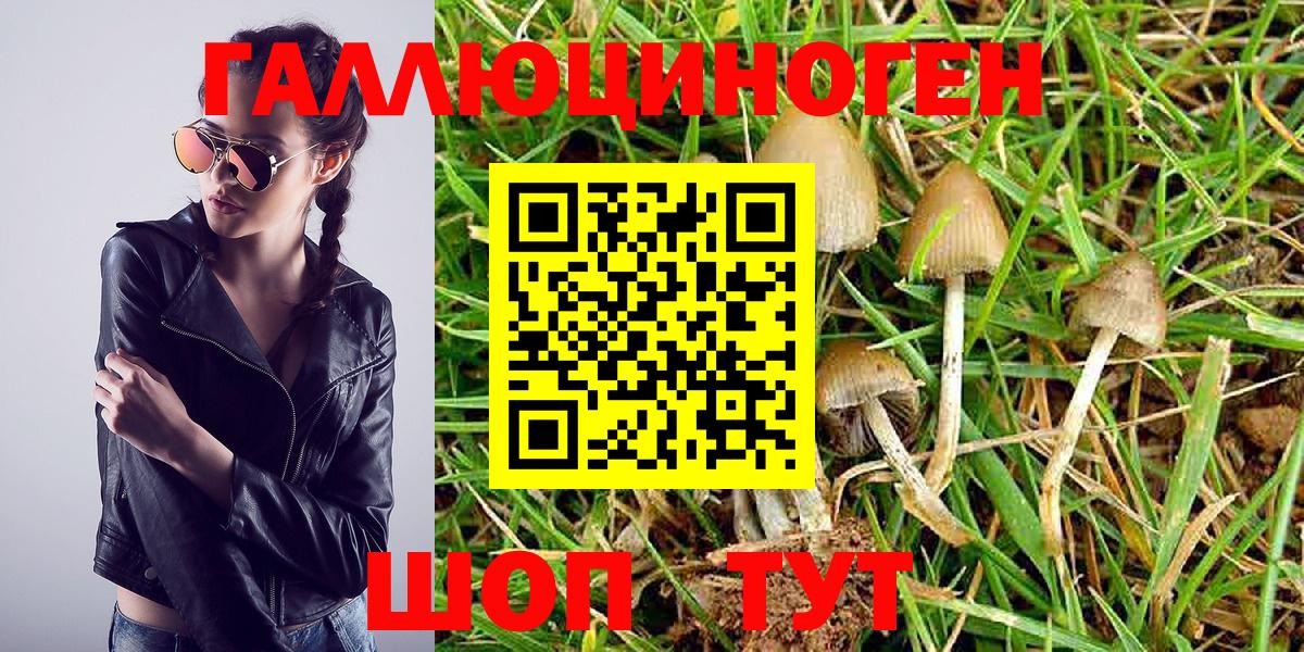 Богданович  Галлюциногенные грибы Psilocybe  Вход с VPN 